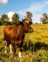 Brown cow in a grassy field under a blue sky