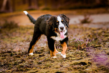 Little Bernese Mountain Dog puppy girl in the heather in the forest