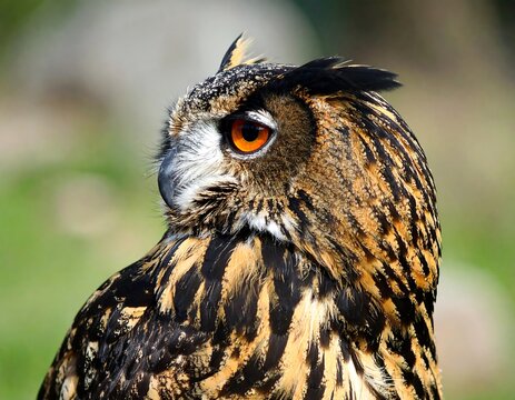 Close-up profile of an owl