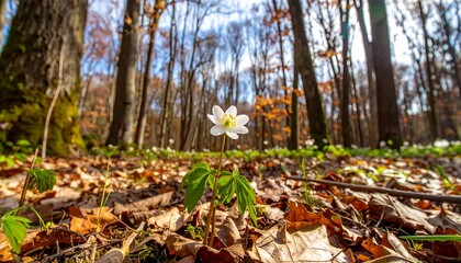 Fototapeta premium A single, delicate white flower blooms amidst fallen leaves in a sunlit woodland setting.