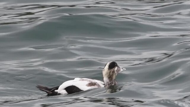 Common eider (Somateria mollissima) duck swimming on the sea in Norway