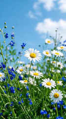 Fototapeta premium A vast meadow of white and yellow daisies blossoms in a spring field against a blue summer sky