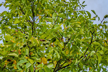 Walnussbaum mit grünen Früchten und frischem Laub unter einem klaren Himmel in der Wachszeit