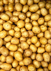 Top down view of many organic, freshly dug potatoes. Agricultural background texture