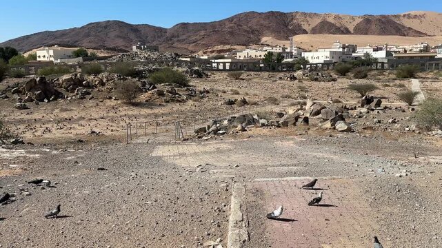 Pigeons flying and feeding at Badr martyrdom
