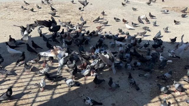 Pigeons flying and feeding at Badr martyrdom