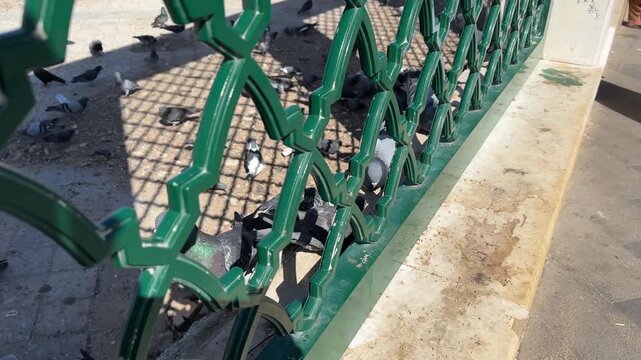 Pigeons flying and feeding at Badr martyrdom