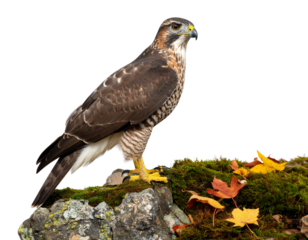 A photorealistic PNG of a hawk perched on a rugged rock, side view, sharp gaze, accen 680811
