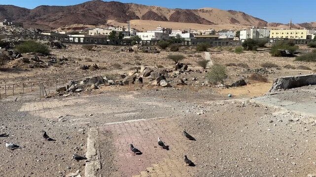 Pigeons flying and feeding at Badr martyrdom
