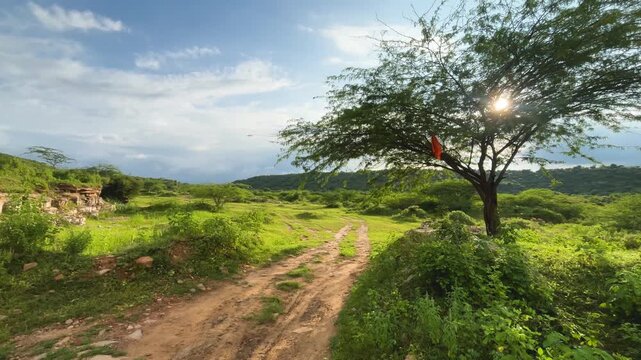 Bright sun shining through a Babool tree on a trekking trail in madhya pradesh india