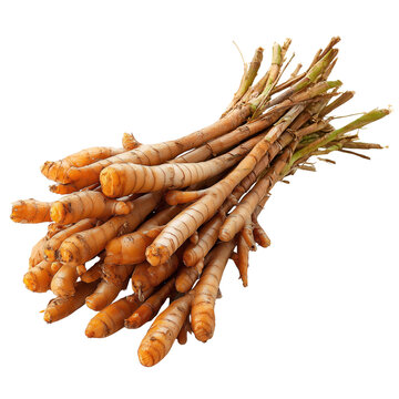 fingerroot Chinese ginger on transparent png background