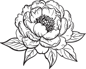 Detailed Peony Flower Vector Illustration for Botanical Art and Graphic Applications