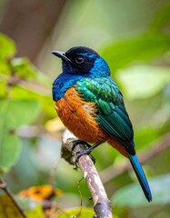 Obraz premium Colorful Bird Perched on Branch (1)