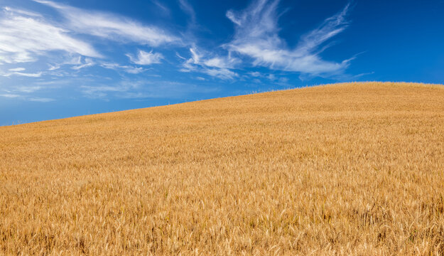 Golden ripe wheat field on a rolling hill against beautiful blue sky in summer