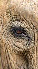 Fototapeta premium A close-up view of an elephant's eye, showcasing intricate wrinkles and textures in the skin surrounding it.