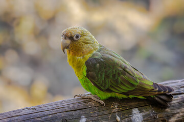 Parrot on the branch
