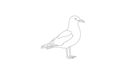 Serene seagull line art standing elegantly on a white backdrop illustration