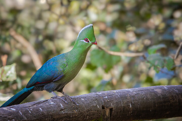 Knysna Turaco sitting on the tree in the forest