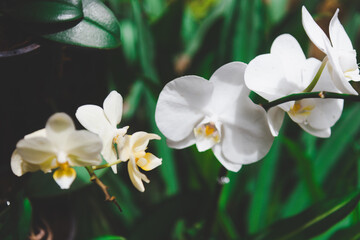 Beautiful white orchid flowers blooming in garden, close up tropical orchid blossom with soft petals and green nature background, delicate floral natural beauty
