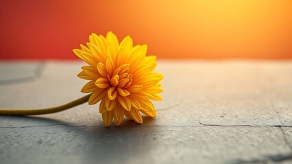 A golden-dipped chrysanthemum on polished stone, soft light filtering through a red and yellow gradient.