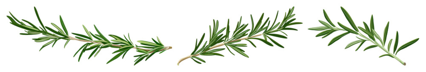 Fototapeta premium PNG Fresh aromatic rosemary sprigs, element set on transparent background
