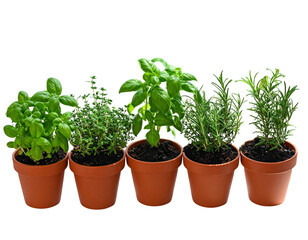 Obraz premium Potted Herbs on Sunlit Windowsill, Top-Down View, isolated on transparent background