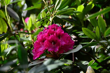 Rhododendron Garden in the Town Bad Berka, Thuringia