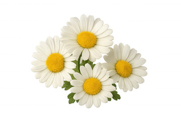 Fototapeta premium Pristine white daisies blooming against transparent backdrop, showcasing delicate yellow centers in elegant botanical composition