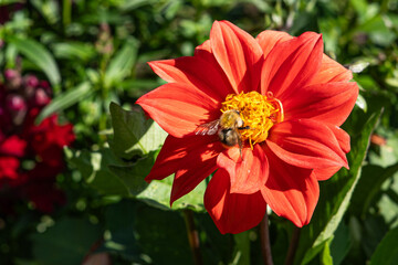 A Vibrant Red Flower with a Busy Bumblebee Gathering Nectar on a Sunny Day in a Lush Green Garden