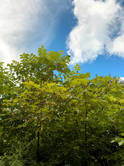Blue Sky Natural Landscape Photo Background with Pretty Clouds
