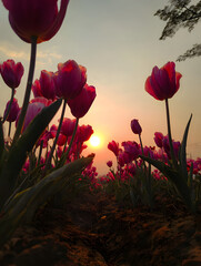 Crimson Tulip Flowers Glowing at Sunset in Field, Warm Light