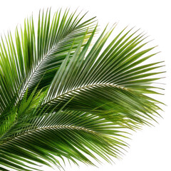 Fototapeta premium Palm Fronds, isolated on transparent background.