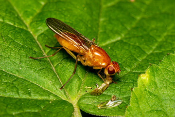 a carrot fly eating another insect. close-up. colorful macro photography. bokeh. blurred background. insect photo