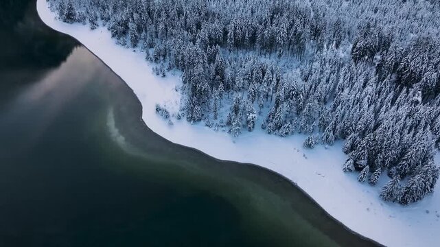 Top-down aerial view of a snowy forest meeting a cal winter lake.
