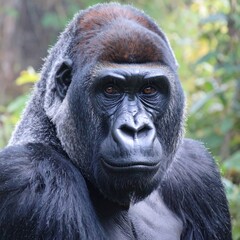 Fototapeta premium Majestic gorilla portrait, intense gaze (1)