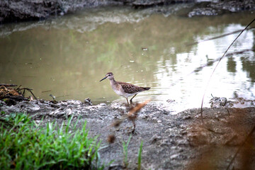 A Wood Sandpiper (Tringa glareola) feeding near a pond. Bird, animal idea concept. Wood Sandpiper at the edge of the marsh during autumn migration. Ornithology. No people, nobody. Horizontal. 