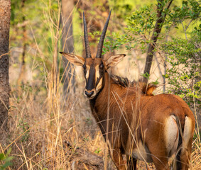 Roan antelope in Kafue NP Zambia