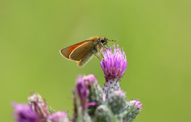 Braunkolbiger Braun-Dickkopffalter - Small skipper