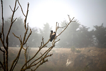 Two carrion crows (Corvus corone) perched on a dry tree branch on a foggy morning. Bird, animal. On a cold winter day, crows are a metaphor for the calm before the storm. 