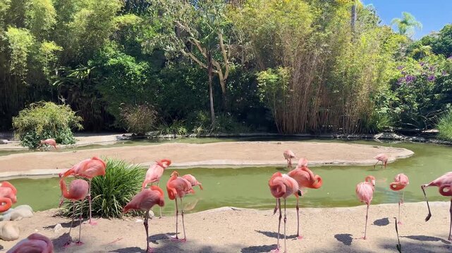 Flamingo birds at the zoo
