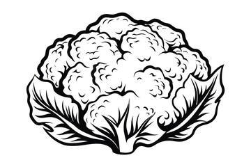 Isolated Cauliflower Head with Detailed Leaves Outline on White Background