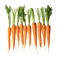 A row of fresh, whole carrots with green leafy tops, isolated on a transparent background