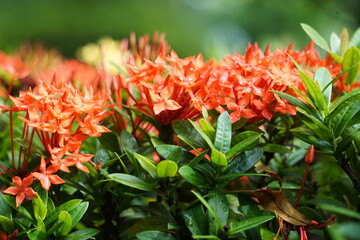 Bright red daffodils in the morning with a blurred background of green leaves.