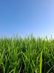 Close-up shot of fresh green rice plants in rice fields with clear blue sky without clouds in the background on a sunny morning