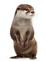 Otter White Background. Cute 5-year-old Oriental Small-Clawed Otter Standing in Nature