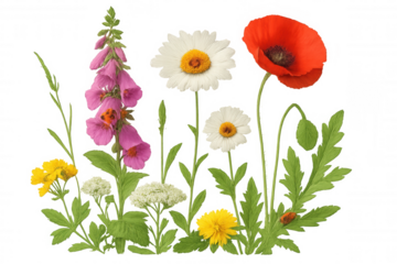 Colorful wildflowers - poppies, daisies, foxgloves - blooming against transparent backdrop, forming cheerful botanical composition