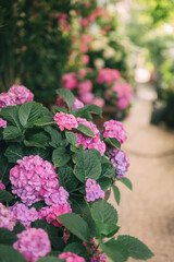 Elegant Floral Shopfront with Lush Greenery and Blooming Flowers