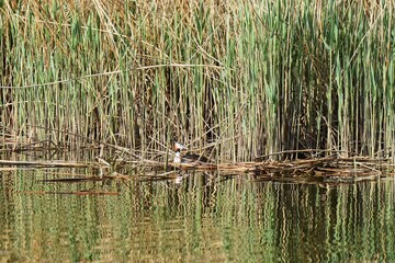 Great crested grebe, Podiceps cristatus, swimming on a lake, young fresh reed grass background
