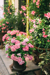 Elegant Floral Shopfront with Lush Greenery and Blooming Flowers