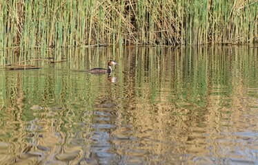 Great crested grebe, Podiceps cristatus, swimming on a lake, young fresh reed grass background